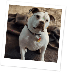 Foster To Adopted Dog