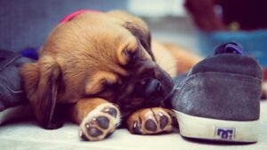 Puppy Sleeping Next To Shoe